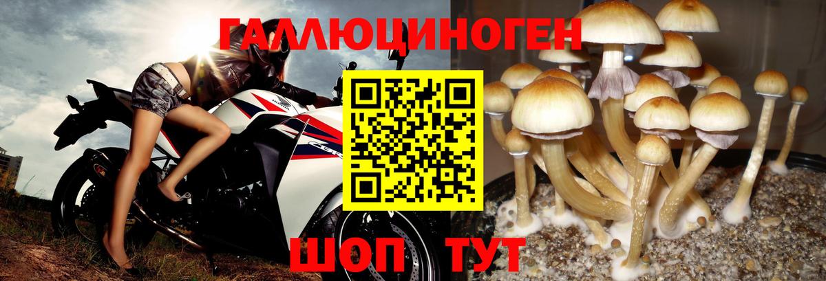 Галлюциногенные грибы прущие грибы Фрязино
